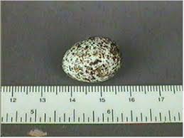 Image result for brown headed cowbird eggs