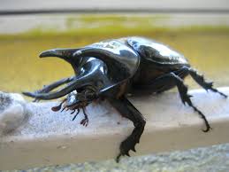 Résultat de recherche d'images pour "rhino beetle"