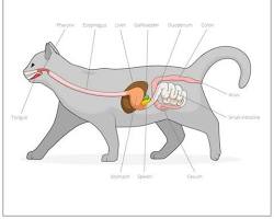 Image of Feline inflammatory bowel disease in cats