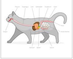 Image of Feline inflammatory bowel disease in cats