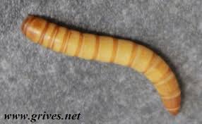 Résultat de recherche d'images pour "vers de farine"