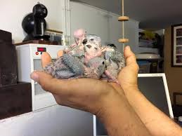 Image result for baby macaw parrot for sale