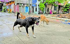 Bengaluru Dog Cruelty Case: ಪತ್ನಿ ನೋಡಿ ಬೊಗಳಿದ ನಾಯಿಗೆ ಮನಸೋ ಇಚ್ಛೆ ಥಳಿಸಿ ಕೊಲ್ಲಲು ಯತ್ನಿಸಿದ ಪತಿ!