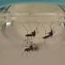 First Zika-related death in continental US reported in Utah