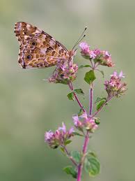 Otto Ganss (Forum für Naturfotografen)