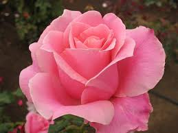 Image result for images of beautiful roses hd