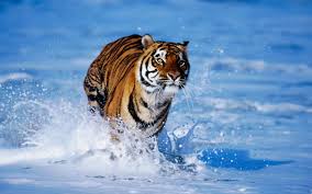 Image result for siberian tiger white