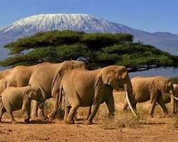 Africa safari travel experience