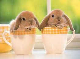 R&eacute;sultats de recherche d'images pour &laquo;&nbsp;image d'animaux mignon&nbsp;&raquo;