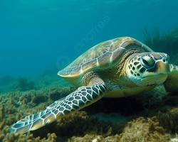 Tartaruga-marinha-verde