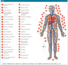 Resultado de imagen para cuerpo humano