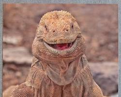 Image of happy iguana in a California setting
