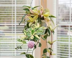 Image of Hoya carnosa Krimson Queen plant