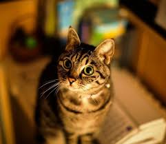 Resultado de imagen para GATO EN CAsa