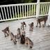 Photographer snaps lynx family portrait