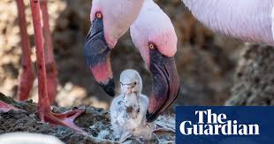 Same-Sex Flamingo Couple at San Diego Zoo Safari Park Successfully Hatch and Raise Chick