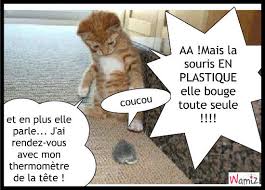 Résultat de recherche d'images pour "photo de chat qui parle"