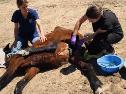 🐴 🤎 👧🏽 • • • #veterinarian #veterinary #rossvet #rusvm ...