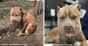 Abandoned Dog Tied to Fence With Shoelace Transforms with Compassionate Care | GreaterGood