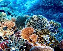 Зображення: Австралія Великий Бар'єрний риф