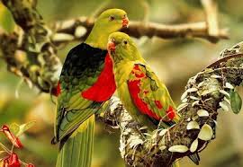 طيور جميلة بالوان غريبة Images?q=tbn:ANd9GcS3pJrOfT5qOYVU_EQLSMvTxDOfHgTQ6hqxTB_xYf-0sD1w26Wq