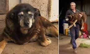 Image result for World's oldest dog dies peacefully, sleeping in her basket