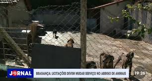 Licitação deve mudar serviço no abrigo de animais em Bragança Paulista