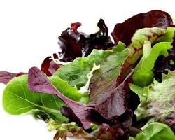 Image of Baby Mixed Lettuce