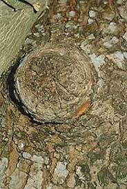 Image result for puri jagannath god