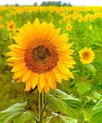 Resultado de imagen de la flor del tornasol