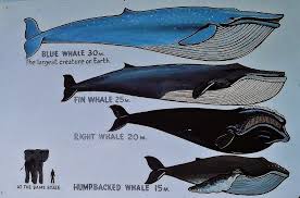Image result for elephant is the same as the tongue of: a blue whale.