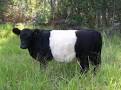 Curious..but probably silly question - Cattle