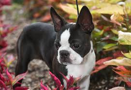 Boston Terrier