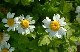 Image result for feverfew