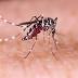 Florida reports six new cases of Zika, including three in Miami-Dade
