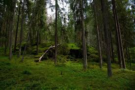 Bildresultat för granskogen