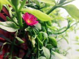 Image result for ‫گل یخی‬‎