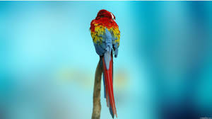 Image result for macaw parrot hd