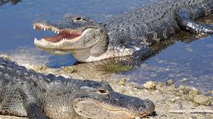 Alligator