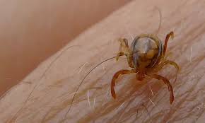 Is Congo virus becoming a serious threat in Pakistan?