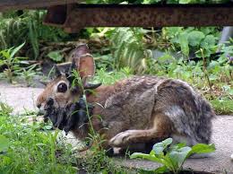 Image result for RABBIT
