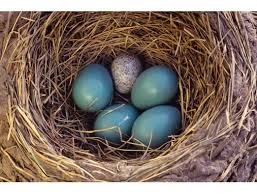 Image result for brown headed cowbird eggs