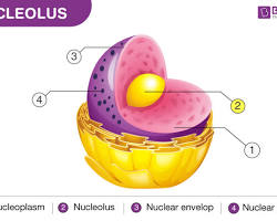 Nucleolus in a cell