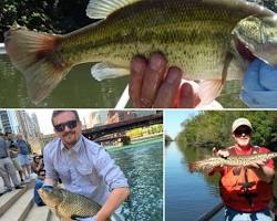 Image of various fish species found in Chicago River