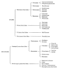 Carbohydrates classification