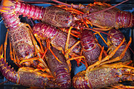 Image result for crayfish