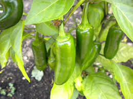 pepper plants ile ilgili görsel sonucu