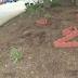 More than $2500 worth of landscaping stolen from Lexington ...