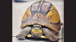 Endangering wild animals being smuggled seized in CSMIA
