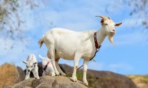 Image result for GOAT